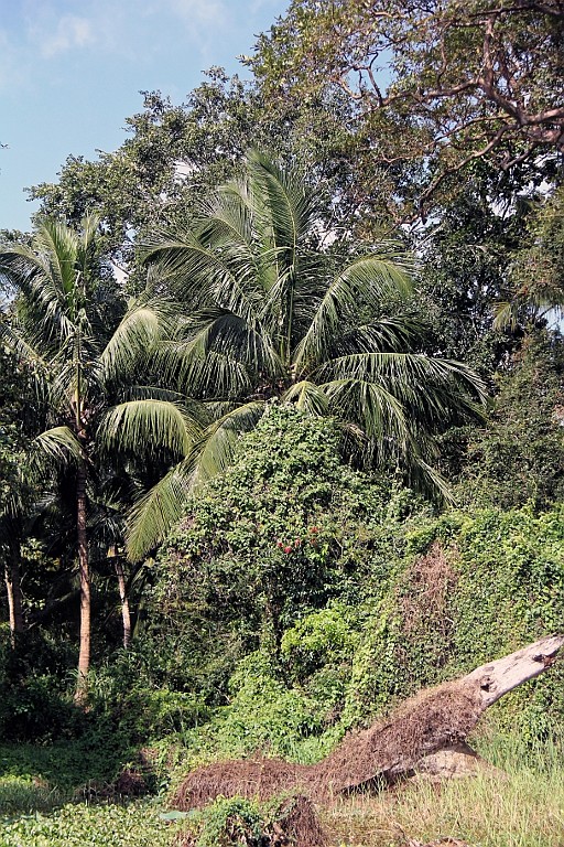 SriLan (469).jpg